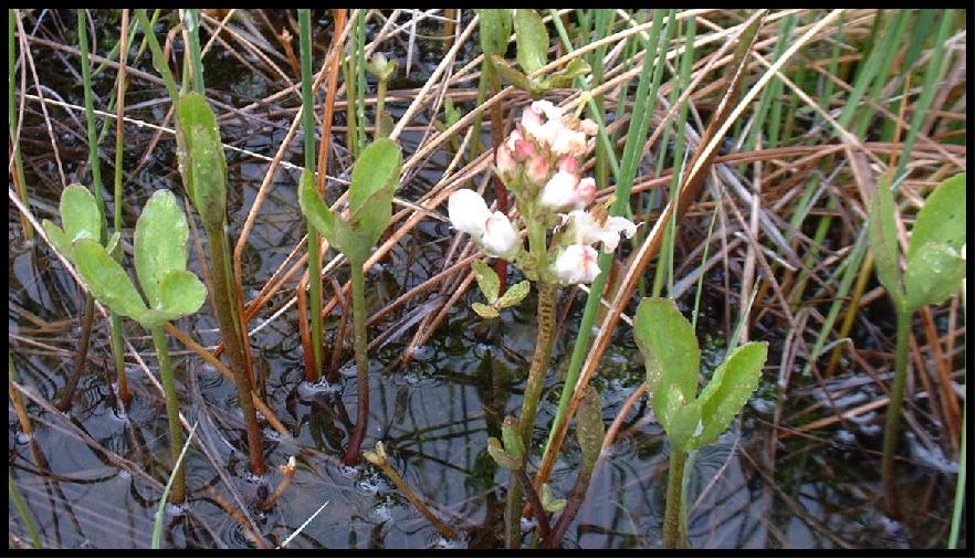 Menyanthes trifoliata / Trifoglio fibrino